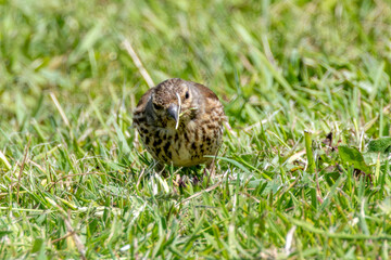Obraz premium Song thrush foraging on grass