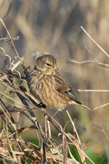 Fototapeta premium Twite perched on dead vegetation