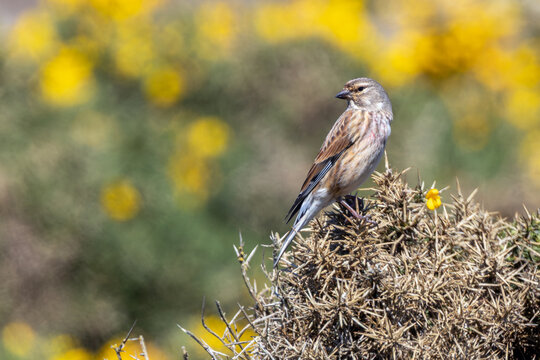 Male linnet perched on gorse
