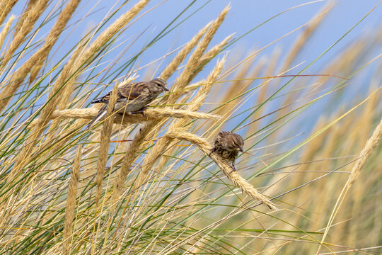Two linnets on marram grass