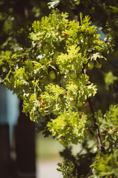 Unripe nuts in textured cups hang among lobed leaves, with dappled sunshine illuminating leafy twigs against a softly blurred background in a vertical botanical closeup of an oak tree