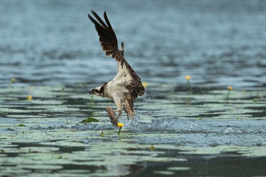Osprey (Pandion haliaetus) catching a fish in a lake near Mrągowo, Masuria, Poland. Action shot of the raptor splashing above water lilies with its prey.