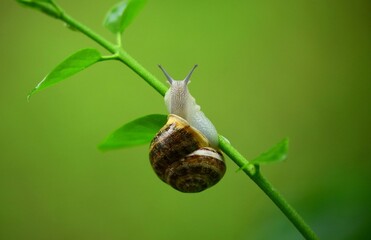 snail on a leaf © Nirvoy