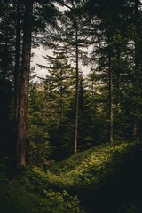 Obraz premium morning in the woods