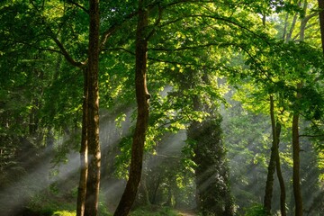 Fototapeta premium morning in the forest