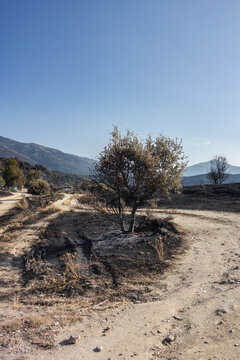 Devastating aftermath of a summer wildfire in Sierra Oeste de Madrid near Avila, Spain. A partially burnt tree stands beside a dirt path with scorched black ground and mountains in the background.