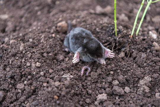 European Mole Uprooting Pepper Plant in Vegetable Garden