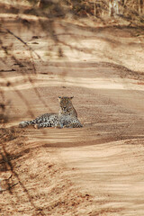 Wild Sri Lankan leopard lying on sandy dirt road in Yala National Park © Muñe