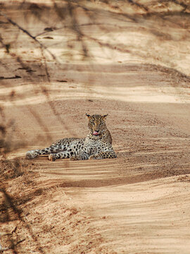 Wild Sri Lankan leopard lying on sandy dirt road in Yala National Park