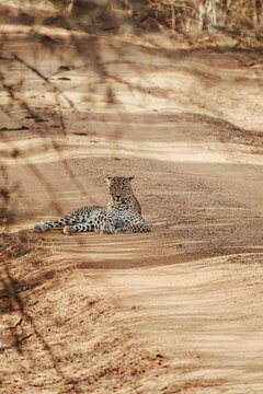 Wild Sri Lankan leopard lying on sandy dirt road in Yala National Park