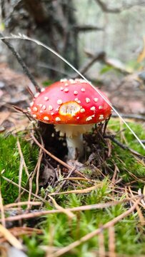 amanita muscaria fly agaric mushroom