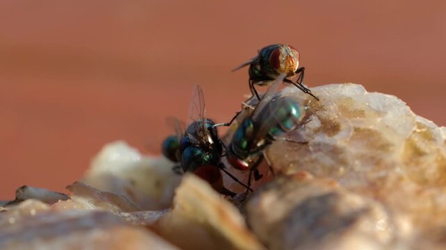 A close up view of several green bottle flies feasting on fish remains under bright sunlight, showcasing their iridescent bodies and feeding behavior.
