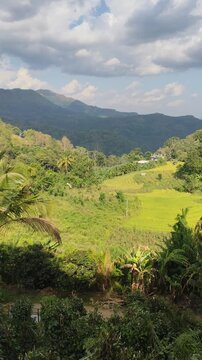 Panoramic landscape of terraced paddy fields surrounded by tropical jungle and hills in Sri Lanka