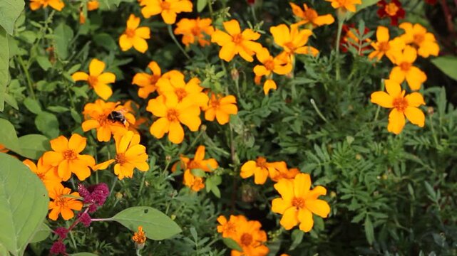 Impollinazione con ape su fiori arancioni