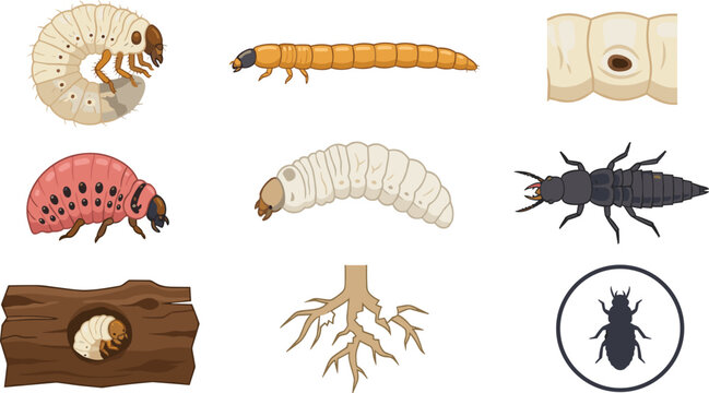 Hand drawn beetle larva and wood boring insect collection featuring grubs, larvae, damaged wood, roots and detailed pest life cycle elements