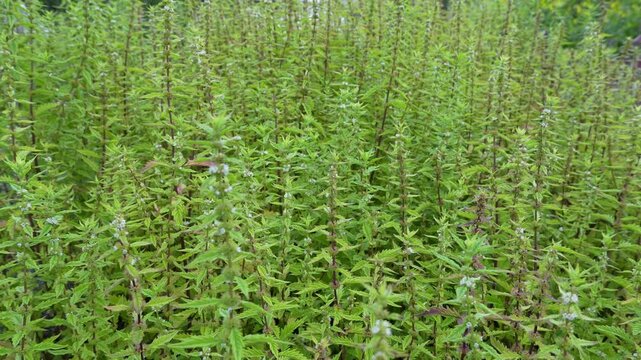 Lycopus europaeus with common names uncluding gypsywort, gipsywort, bugleweed, European bugleweed and water horehound is a flowering plant in the family Lamiaceae. 