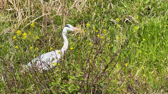 A grey heron standing still among vibrant green grass and yellow wildflowers on a sunny day, with a gentle breeze rustling vegetation, cinematic footage.
