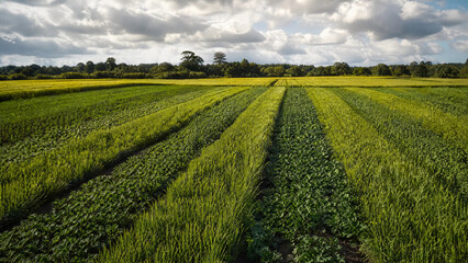 Obraz premium Rows of green crops growing in a regenerative farm field under a cloudy sky with natural sunlight