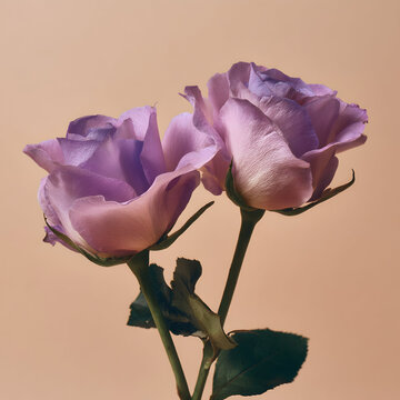 High-Resolution Flower Images for Creative Use