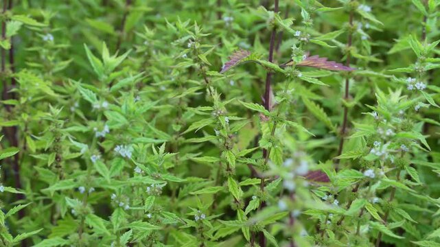 Lycopus europaeus with common names uncluding gypsywort, gipsywort, bugleweed, European bugleweed and water horehound is a flowering plant in the family Lamiaceae. 