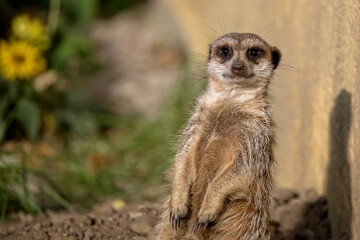 Meerkat in a clearning a portrait © Janusz