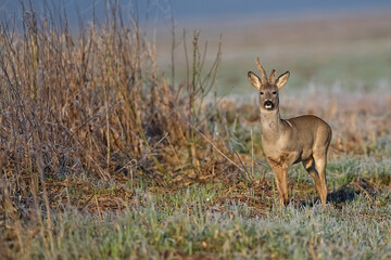 Buck deer in a clearing © Janusz