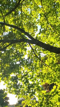 Sunlight Filtering Through Lush Green Tree Canopy and Branches in Morning Light 