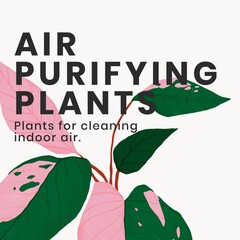 Illustrated leaves with text promoting air-purifying indoor plants. © Rawpixel.com