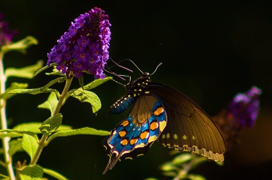 Swallowtail on Purple Flower
