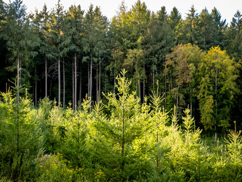 Wiederaufforstung nach Abholzung im Wald