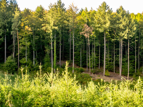 Wiederaufforstung nach Abholzung im Wald
