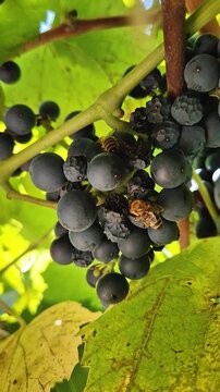 Honeybees feed on a cluster of ripe dark blue grapes of Baco Noir hanging on a vine. Bright sunlight filters through green leaves during autumn harvest season in a traditional vineyard