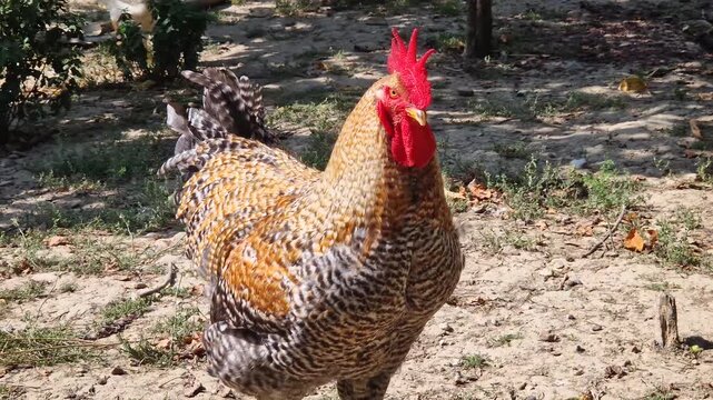 A large speckled rooster stands proudly outdoors under tree shade in an open garden. Featuring a vibrant red comb and wattles, the domestic bird looks free around a sunny farmyard