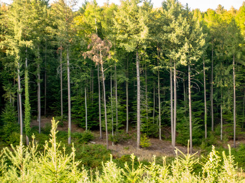 Wiederaufforstung nach Abholzung im Wald