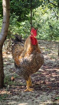 A large speckled rooster stands proudly outdoors under tree shade in an open garden. Featuring a vibrant red comb and wattles, the domestic bird looks free around a sunny farmyard