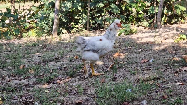 White chicken walks a grassy farmyard freely exploring the outdoor ground near green trees under natural daylight, capturing simple rural life and free-range domestic poultry in the countryside