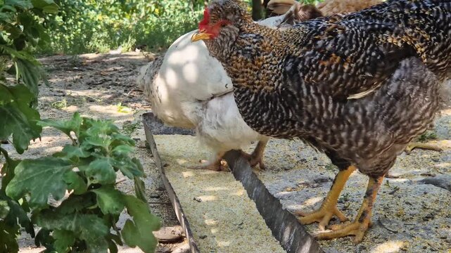 A group of diverse chickens peck at grain from a feeder trough in a shady farmyard. Set under lush green trees, the scene captures traditional free-range poultry feeding and authentic rural life