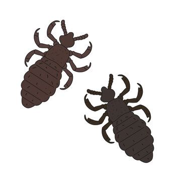 head lice insects in educational flat vector style
