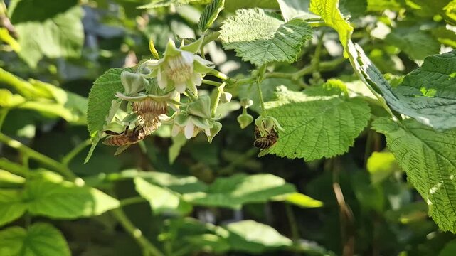 Honeybees actively pollinate white raspberry flowers amidst vibrant green leaves on a sunny summer day. Bright natural sunlight illuminates the insect activity in a lush garden environment
