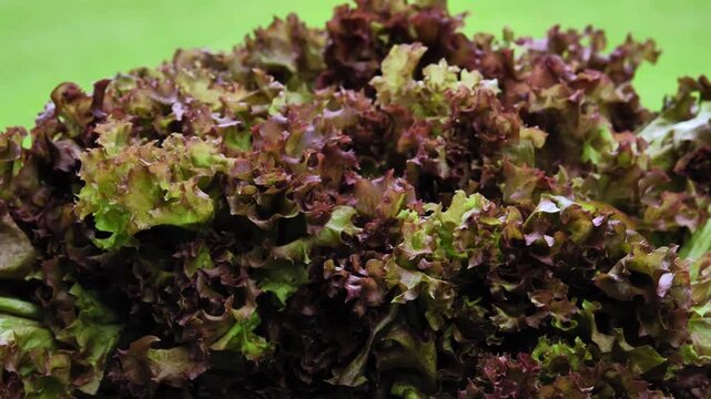 Fresh red oak lettuce arranged in a woven basket	