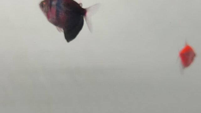 Red Betta Splendens Fish Swimming on White Background