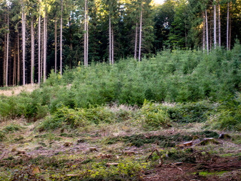 Wiederaufforstung nach Abholzung im Wald