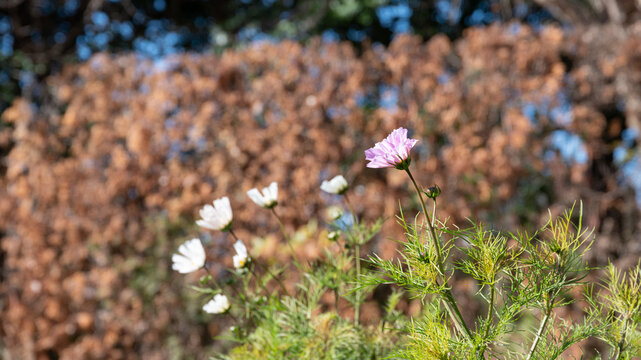 Close up of pink and white cosmos flowers blooming in soft autumn sunlight
