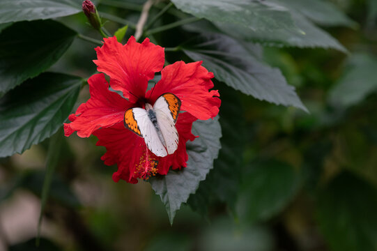 Close up of a great orange tip butterfly perching on a red hibiscus flower in natural light