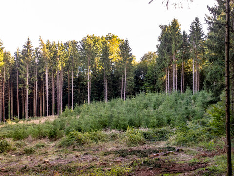 Wiederaufforstung nach Abholzung im Wald