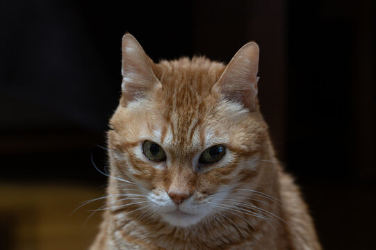 Close up front view of serious ginger cat face with green eyes looking away on dark background
