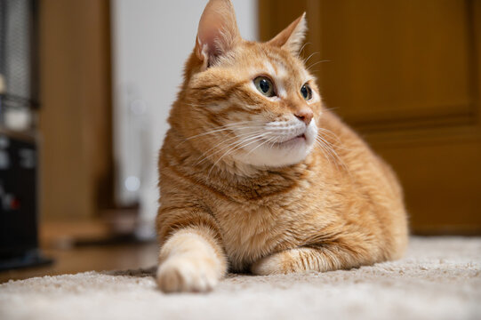 Close up of a cute ginger cat relaxing peacefully on a carpeted floor indoors