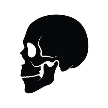 Human skull side view vector illustration in minimalist black silhouette design