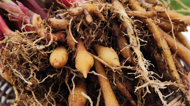 Fresh fingerroot rhizomes showing their natural roots and earthy texture, highlighting this aromatic Thai culinary ingredient.	