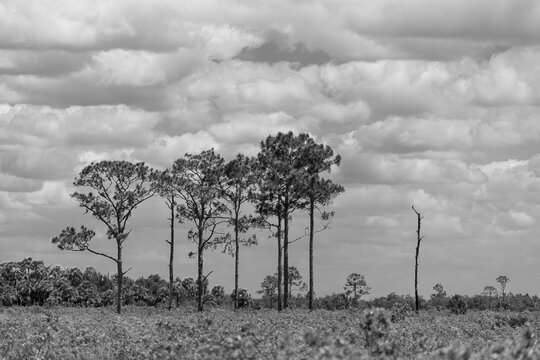 Longleaf Pines Against Dramatic Sky, Florida, Black and White Landscape with Wind-Swept Trees and Storm Clouds